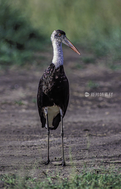 毛颈鹳或白颈鹳(Ciconia episcopus)是鹳科的一种大型涉禽。肯尼亚马赛马拉国家保护区。